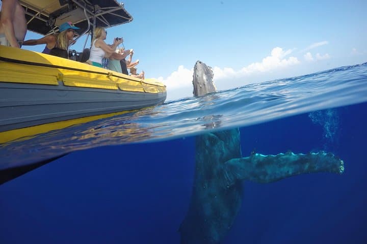 Ultimate Maui Whale Watch & Lanai Snorkel (3.5–4 hr) photo 3