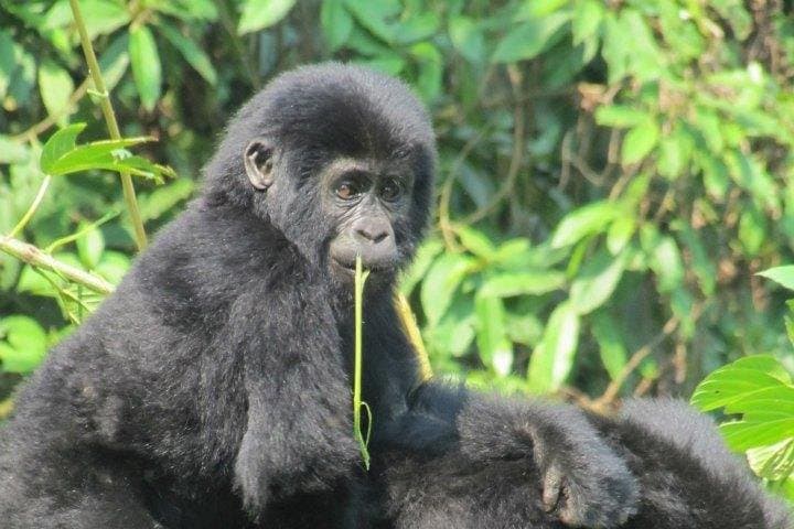 3-Day Kalinzu Chimp Trek and Bwindi Gorilla Trekking Adventure from Kigali photo 4