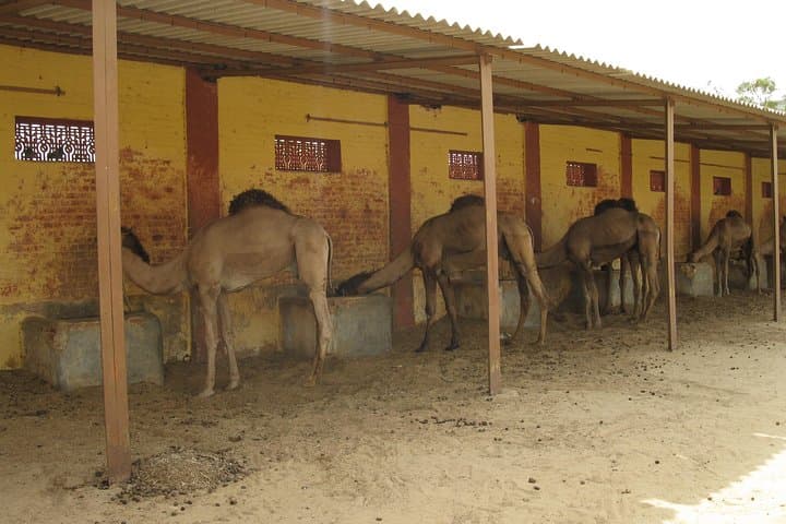 Explore the National Camel Research Center: Bikaner's Camel Rides & Conservation Tour photo 3