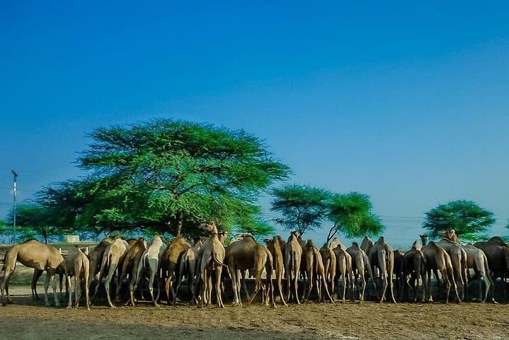 Explore the National Camel Research Center: Bikaner's Camel Rides & Conservation Tour photo 4