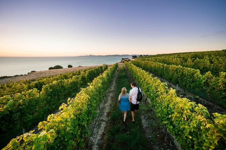 Full-Day Winemakers Tour in Marlborough — Blenheim Wineries, Vineyard Lunch & Chocolate photo 4