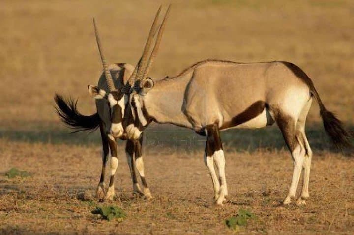 11-Day Namibia Adventure: Etosha Safari, Brandberg Camping & Twyfelfontein Rock Art photo 3