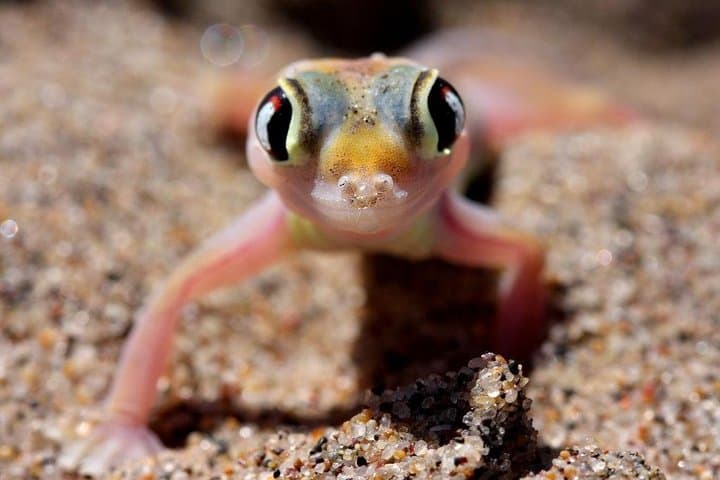 12-Day Namibia Adventure: Sossusvlei Dunes, Wildlife Safaris & Coastal Cruises photo 3