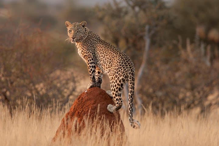 Extreme Silver Safari: 10-Day Windhoek to Swakopmund Adventure photo 4
