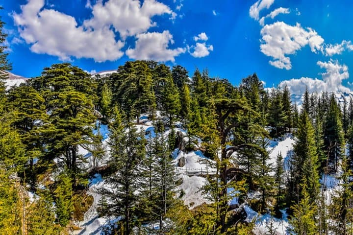 Full-Day Private Tour to Qadisha Valley, Bcharre & Cedars from Beirut photo 3