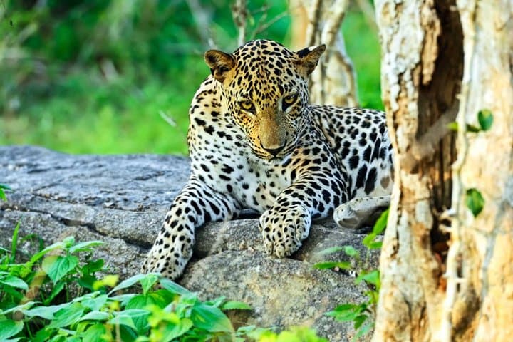 Leopard Nest Luxury Glamping at Yala: 2-Day Safari & Nature Trek photo 3