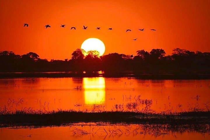 Zambezi River Sunset Cruise: Hippos, Birds and Golden-African Skies photo 3