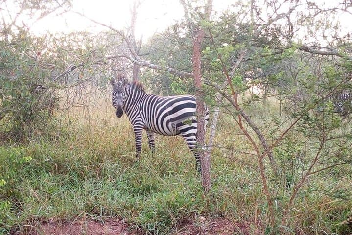 5-Day Gorilla, Chimpanzee & Wildlife Trekking: Bwindi, Queen Elizabeth & Kibale photo 5
