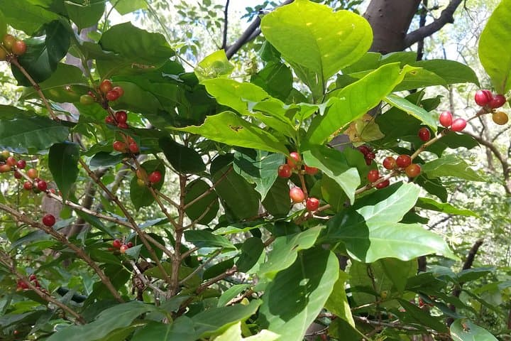 San Cristóbal Coffee Farm Shore Excursion — Volcano Hike & Coffee Tasting from Corinto photo 5