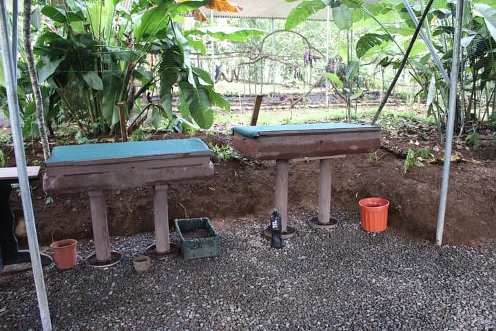 Up Close with Leafcutter Ants: Ants Tour in Hormigas Town, Sarapiquí photo 4