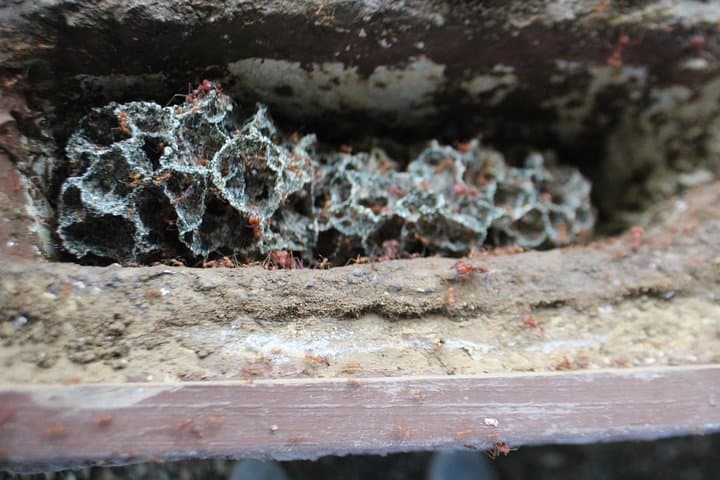 Up Close with Leafcutter Ants: Ants Tour in Hormigas Town, Sarapiquí photo 5
