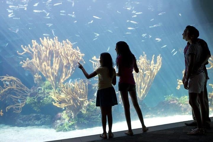 Crystal Caves, Bermuda Aquarium & Hamilton: Half-Day Cave, Reef and Ferry Tour photo 3