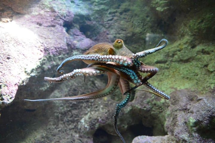 Crystal Caves, Bermuda Aquarium & Hamilton: Half-Day Cave, Reef and Ferry Tour photo 6