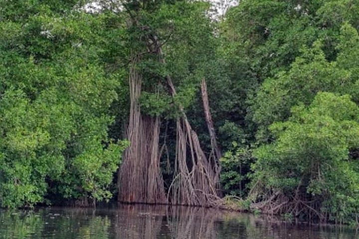 Black River Safari and YS Falls: Private Day Tour from Montego Bay photo 5