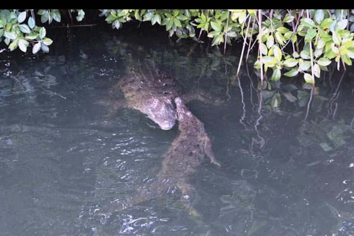 Black River Safari and YS Falls: Private Day Tour from Montego Bay photo 6