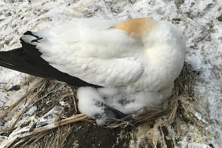 West Coast & Muriwai Gannet Colony Private Tour from Auckland photo 3