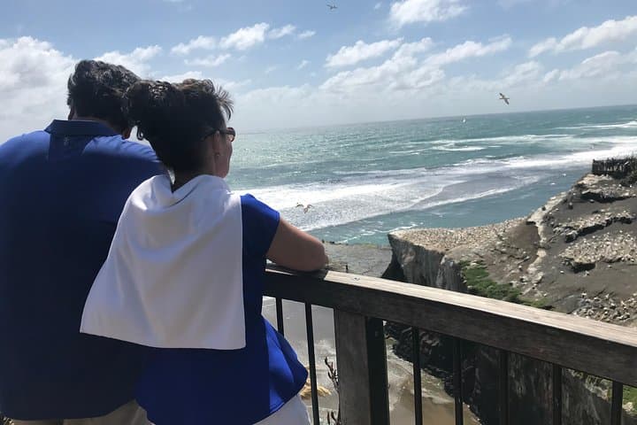 City to Surf Signature Private Tour — Auckland West Coast Gannets, Dolphins & Volcanoes photo 6