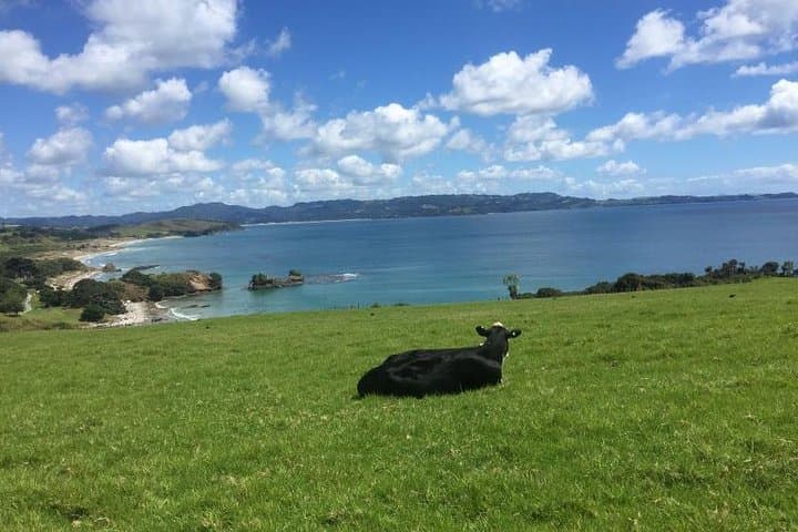 Tāwharanui Regional Park: Coastal Hike, Wildlife & Matakana Wine Tasting photo 1