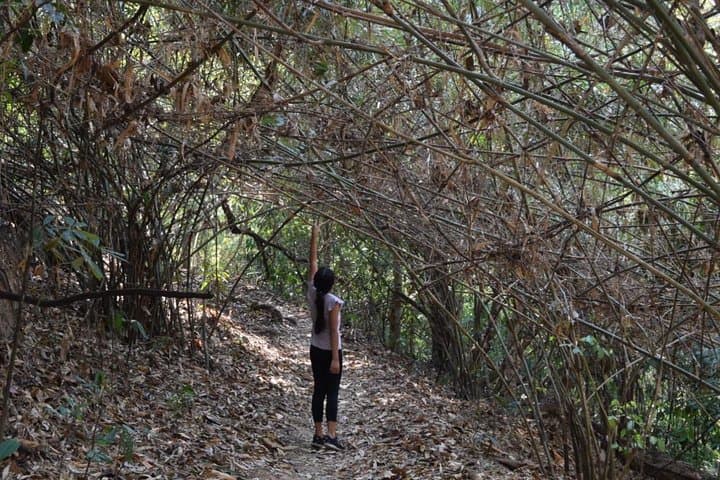 Half-Day Doi Suthep Temple Hike: Monk Trail & Palad Temple Trek from Chiang Mai photo 3