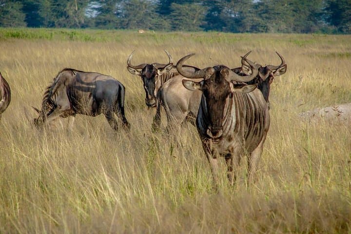 2-Night Maasai Mara Road Safari: Group-Joining Game Drive from Nairobi photo 4