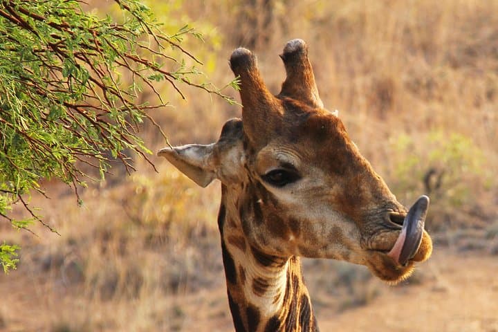Morning Safari at Nairobi National Park and Giraffe Centre Visit: A Day of Wildlife Adventure Near Nairobi photo 3