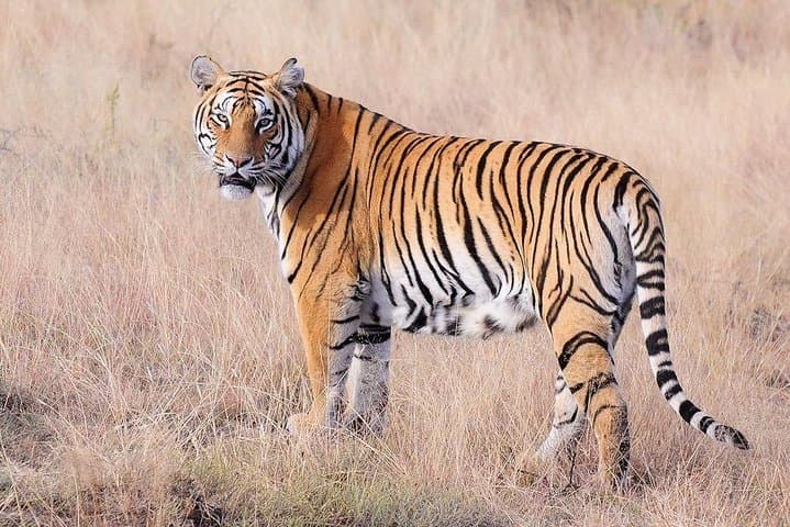 Jaipur to Ranthambore: 5-Day Cultural Circuit and Tiger Safari photo 1