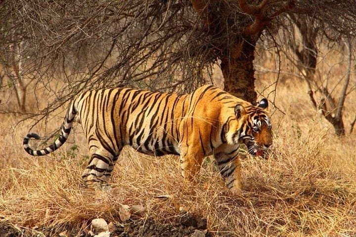 Ranthambore in Two Days: Tiger Safaris, Forts & Woodland Wildlife photo 1
