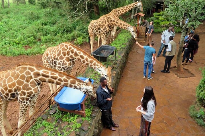 Half-Day Nairobi Safari: Nairobi National Park, Elephant Orphanage & Giraffe Centre photo 2