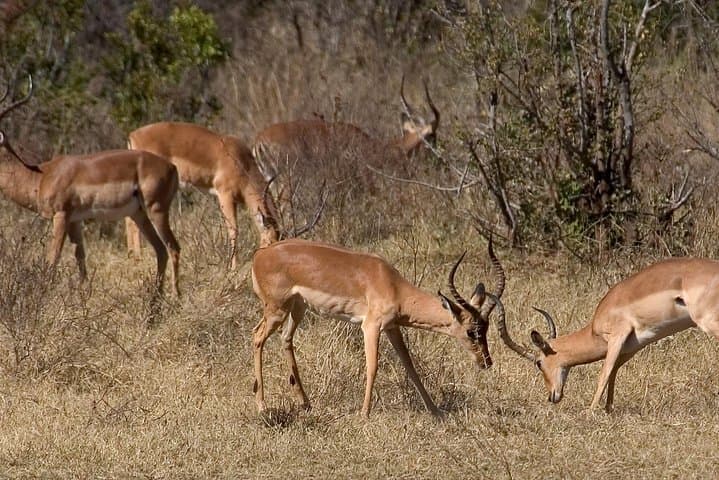 Hwange National Park Safari & Overnight from Victoria Falls