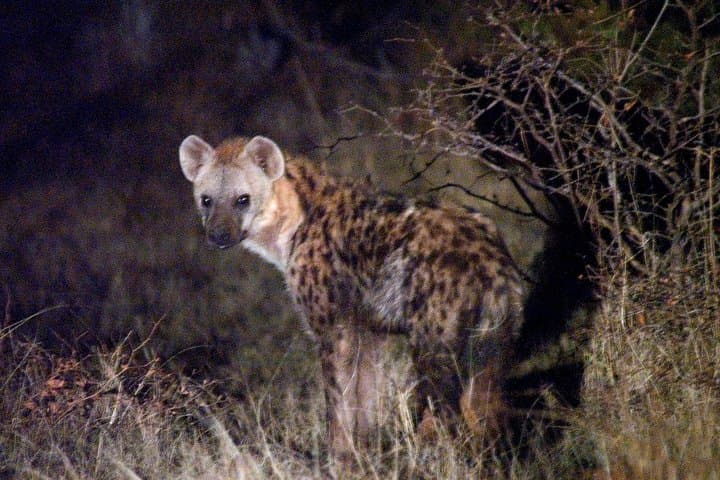 Hwange National Park Safari & Overnight from Victoria Falls photo 6