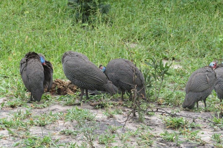 Victoria Falls to Chobe Day Game Safari: Boat and Jeep Wildlife Cruise