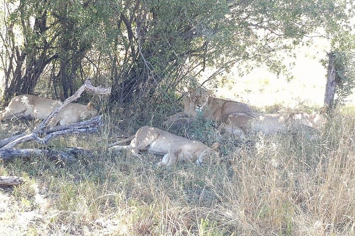 Hwange National Park Day Safari from Victoria Falls — Full-Day Game Drives & Waterhole Viewing