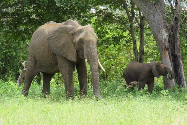 Chobe National Park Day and Overnight Game Safari: Boat and Jeep Wildlife Experience photo 2
