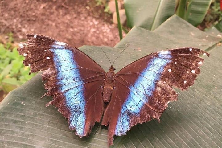 Private Mindo Cloud Forest Adventure: Day Tour from Quito photo 5