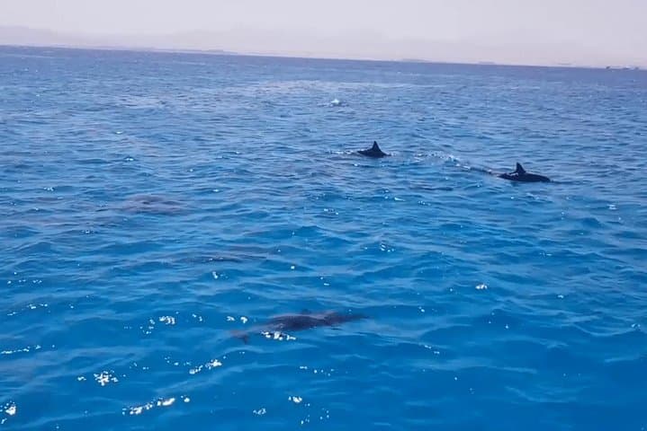 Snorkel Giftun: Full-Day Red Sea Snorkeling from Hurghada photo 2
