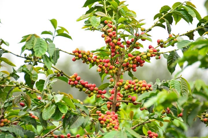 Fairview Coffee Estate Tour from Nairobi — Farm Walk, Processing & Waterfall Visit