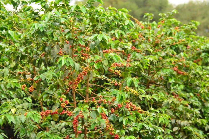 Fairview Coffee Estate Tour from Nairobi — Farm Walk, Processing & Waterfall Visit photo 2
