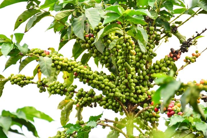 Fairview Coffee Estate Tour from Nairobi — Farm Walk, Processing & Waterfall Visit photo 4