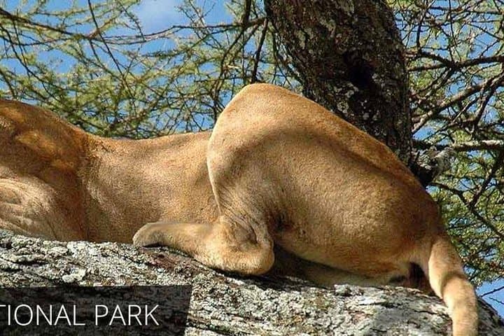 Lake Manyara Full-Day Safari from Arusha: Tree-Climbing Lions & Birdlife photo 5