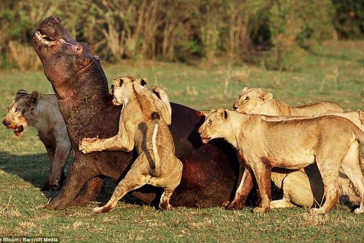 6-Day Tanzania Budget Camping Safari: Tarangire, Serengeti, Ngorongoro & Lake Manyara photo 4