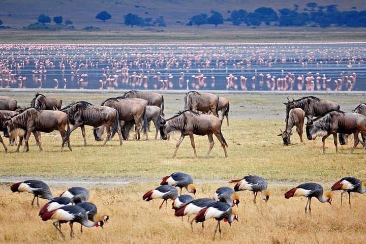 Lake Manyara Full-Day Safari from Arusha: Tree-Climbing Lions & Birdlife