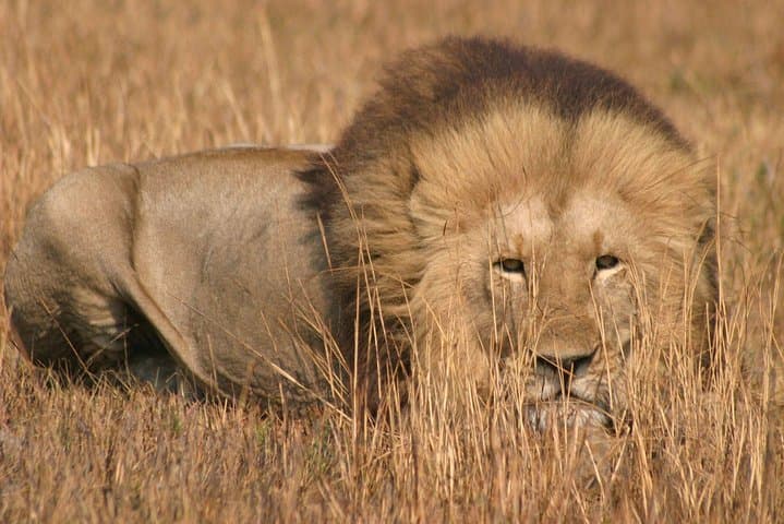 2-Night Kafue National Park Safari: Short Wildlife Break from Lusaka photo 4