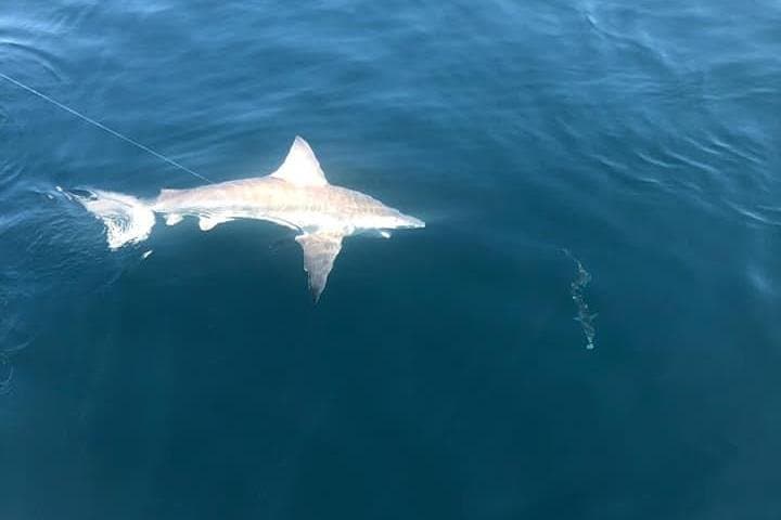 Private Deep-Sea Fishing Charter aboard the 42ft Deep Obsession in Destin photo 3