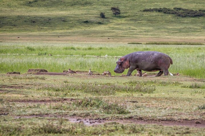 Inside Arusha National Park: Full-Day Wildlife & Birding Safari from Arusha photo 6