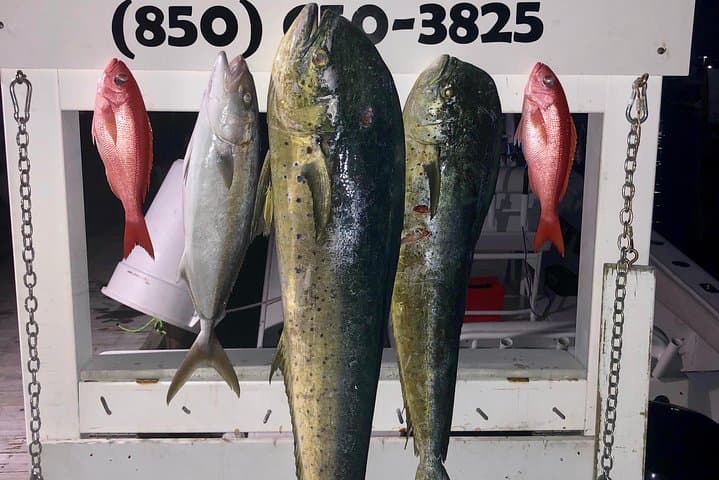Private Deep-Sea Fishing Charter aboard the 42ft Deep Obsession in Destin photo 6