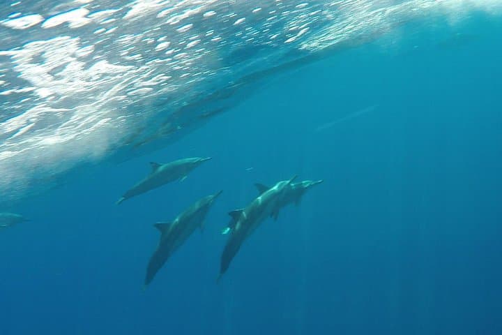 Half-Day Snorkel to Lanai from Kaanapali: Dolphins, Turtles & Whale-Season Highlights photo 4