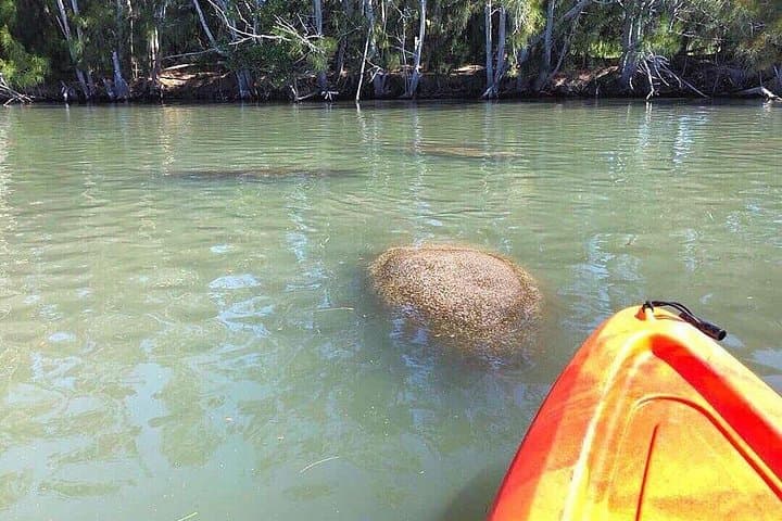 Paddle with Manatees and Dolphins on the Indian River: Cocoa Beach Kayak Tour photo 6