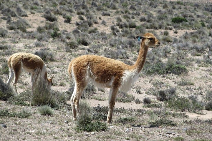 2-Day Colca Canyon Tour from Arequipa — Cruz del Condor & Chivay photo 3