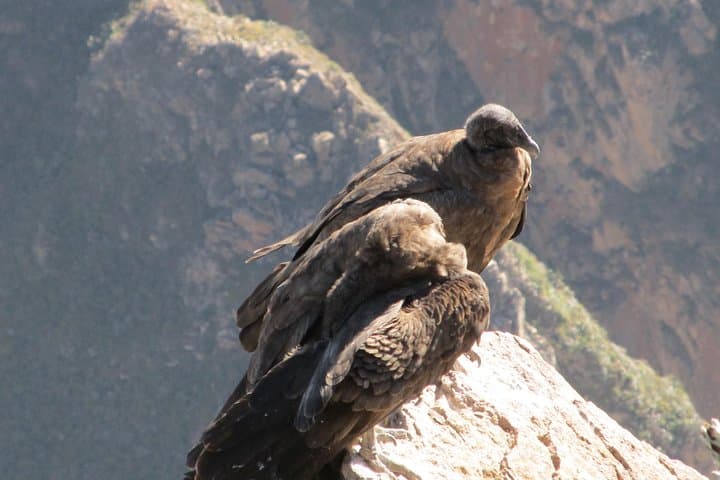 2-Day Colca Canyon Tour from Arequipa — Cruz del Condor & Chivay photo 4