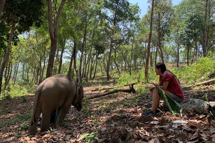 Elephant Pride Sanctuary Full-Day Tour — Ethical Elephant Experience Near Chiang Mai